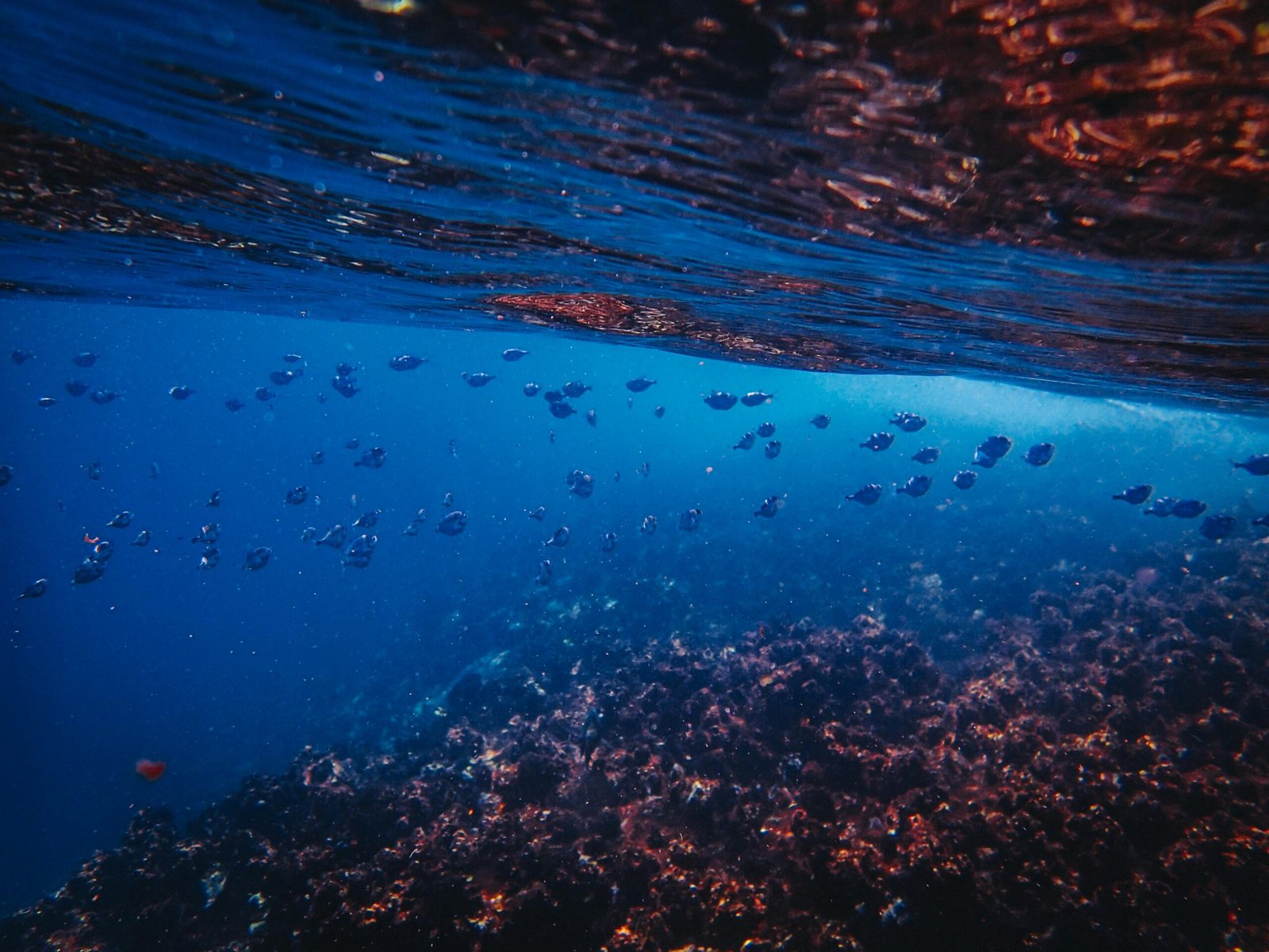 Deep sea environment representing Subnautica 2 base building locations